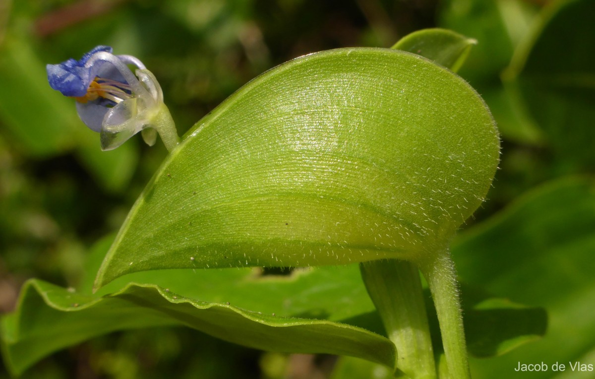 Commelina petersii Hassk.